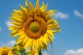 Close-up view of a young sunflowers over cloudy sky Royalty Free Stock Photo