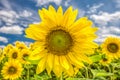 Close-up view of a young sunflowers over cloudy sky Royalty Free Stock Photo