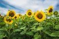 Sunflowers on a background cloudy sky Royalty Free Stock Photo