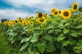 Sunflowers on a background cloudy sky Royalty Free Stock Photo