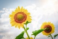 Sunflowers on a background of the cloudy sky and the sun`s rays in the field Royalty Free Stock Photo