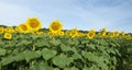 Sunflowers, Panorama, Panoramic, Banner, Nature Royalty Free Stock Photo