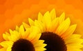 Sunflowers romantic background.
