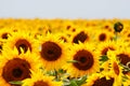 Sunflowers Royalty Free Stock Photo