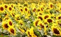 Sunflowers Royalty Free Stock Photo