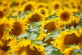 Sunflowers Royalty Free Stock Photo