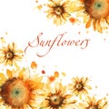 Sunflowers hand painted watercolor background