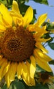 Sunflowers with backrounds of green leaves and the sky