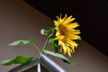 Sunflowers on balcony Royalty Free Stock Photo