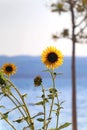 Sunflowers on the Beach