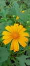 Sunflowers are beautiful shrub flowers with a magnificent yellow color, where this flower is the most brilliant wildflower