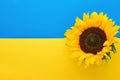 Sunflowers.  Beautiful sunflower against background of colors of Ukrainian flag. Flat lay top view copy space. Summer banner. Mock Royalty Free Stock Photo