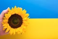 Sunflowers.  Beautiful sunflower in male hands against background of colors of Ukrainian flag. Flat lay top view copy space. Summe Royalty Free Stock Photo