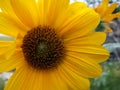 Sunflowers Beautiful Sunny Day Royalty Free Stock Photo