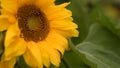 Sunflowers with beautiful yellow petals against the blue sky. sunflower field Royalty Free Stock Photo