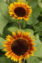 Sunflowers Royalty Free Stock Photo