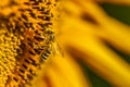 Sunflowers and bee