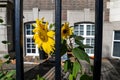 Sunflowers behind bars - London