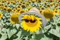 Sunflowers being sun safe Royalty Free Stock Photo