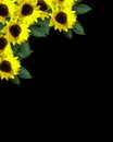 Sunflowers on black background Royalty Free Stock Photo
