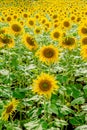 Sunflowers bloom in agriculture farm field Royalty Free Stock Photo