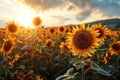 Sunflowers bloom brightly against a sunset backdrop Royalty Free Stock Photo