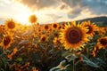 Sunflowers bloom brightly against a sunset backdrop