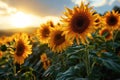 Sunflowers bloom brightly against a sunset backdrop Royalty Free Stock Photo