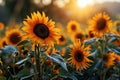 Sunflowers bloom brightly against a sunset backdrop Royalty Free Stock Photo