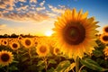 Sunflowers bloom brightly against a sunset backdrop Royalty Free Stock Photo