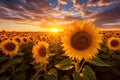 Sunflowers bloom brightly against a sunset backdrop Royalty Free Stock Photo