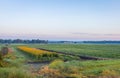 Sunflowers bloom on an early morning farm field in Pine Island NY Royalty Free Stock Photo