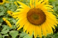 Sunflowers bloom in the evening park