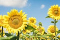 Sunflowers bloom on the field in Kiev region, Ukraine Royalty Free Stock Photo