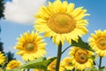 Sunflowers bloom on the field in Kiev region, Ukraine Royalty Free Stock Photo