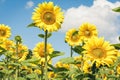 Sunflowers bloom on the field in Kiev region, Ukraine Royalty Free Stock Photo