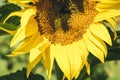 Sunflowers bloom on the field in Kiev region, Ukraine Royalty Free Stock Photo