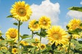 Sunflowers bloom on the field in Kiev region, Ukraine Royalty Free Stock Photo