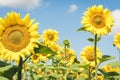 Sunflowers bloom on the field in Kiev region, Ukraine Royalty Free Stock Photo