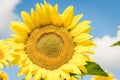 Sunflowers bloom on the field in Kiev region, Ukraine Royalty Free Stock Photo