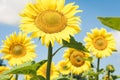 Sunflowers bloom on the field in Kiev region, Ukraine Royalty Free Stock Photo