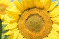 Sunflowers bloom on the field in Kiev region, Ukraine Royalty Free Stock Photo