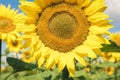 Sunflowers bloom on the field in Kiev region, Ukraine Royalty Free Stock Photo