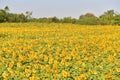 Sunflowers bloom in fields. Royalty Free Stock Photo