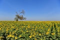 Sunflowers bloom in fields. Royalty Free Stock Photo