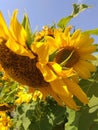 Sunflowers bloom in the fields Royalty Free Stock Photo