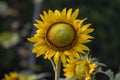Sunflowers bloom in a garden in the afternoon