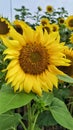 Sunflowers bloom in the garden, the yellow color makes this morning bright Royalty Free Stock Photo