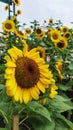 Sunflowers bloom in the garden, the yellow color makes this morning bright Royalty Free Stock Photo