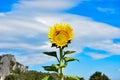 Sunflowers bloom in the morning at the outdoor flower garden Royalty Free Stock Photo